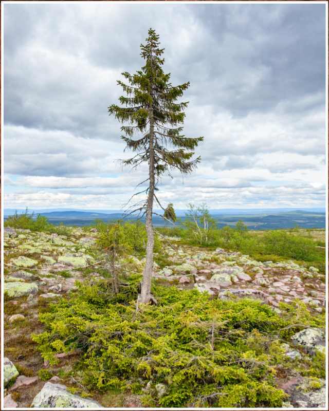 Old Tjikko 9.550 Jahren √