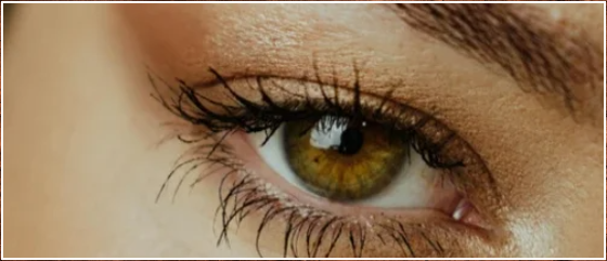 Das menschliche Auge