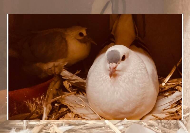 Sächsischen Flügeltaube Blaufahl