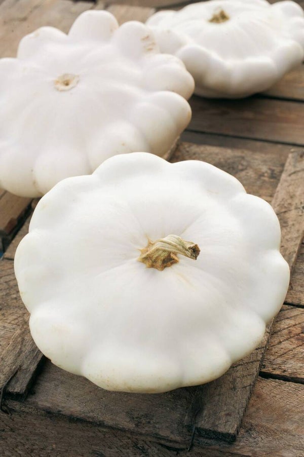 1050 Patisson Early White