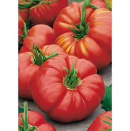 1687 Tomaten Country TASTe F1 BIO