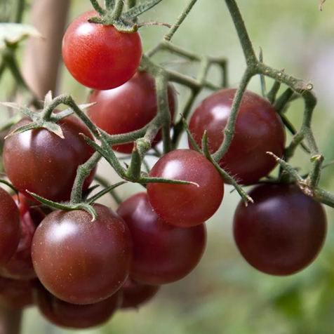 1713 Tomaten Chocolate cherry