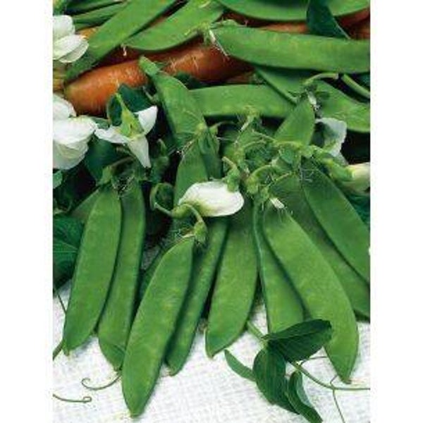 2903 Peulen Heraut 100 gr.