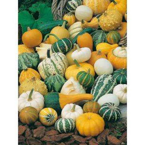 5000 Sierkalebassen Klein gemengd