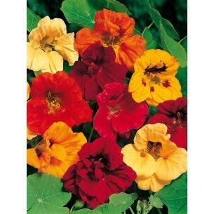5170 Tropaeolum Oost-Indische Kers hoge rankende gem.