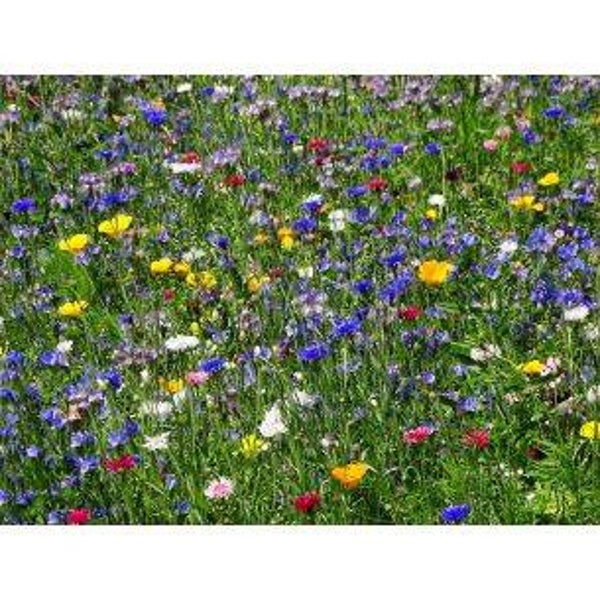 5360 Bijenmengsel 50 gram