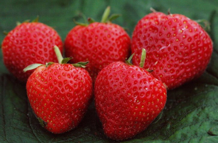 Biologische Aardbeiplanten Rumba  (Vroeg)