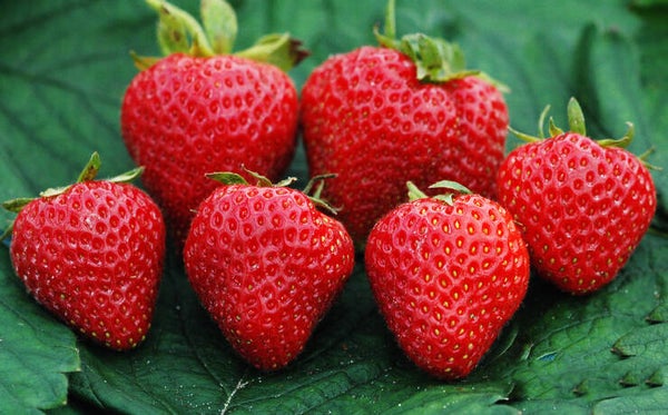 Aardbeiplanten Darselect (Vroeg)