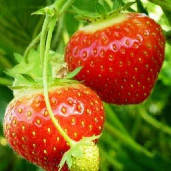 Aardbeiplant Elsanta (Vroeg)