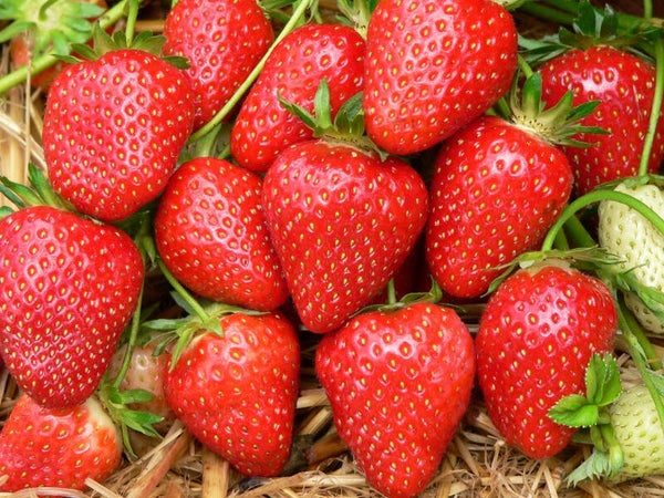 Biologische Aardbeiplanten Malwina (Late)
