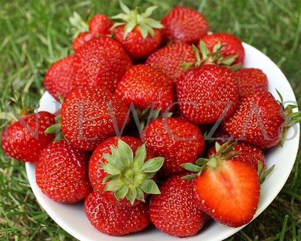 Aardbeiplanten Polka  (Middelvroege)
