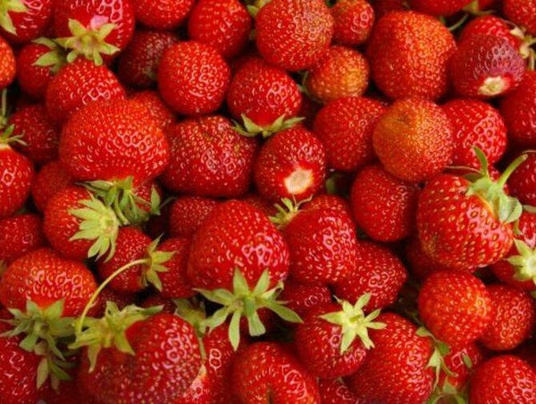 Aardbeiplanten Sanga Sengana (Late)