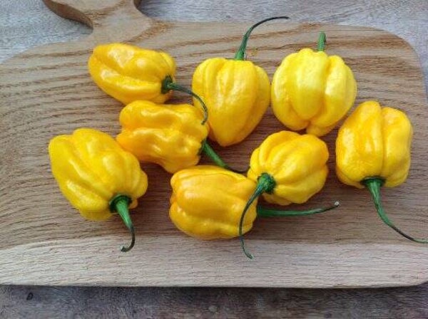 Peper Adjuma Geel