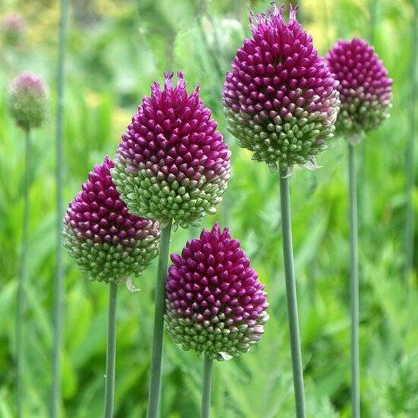 Allium  Sphacrocephalon  (1x10)