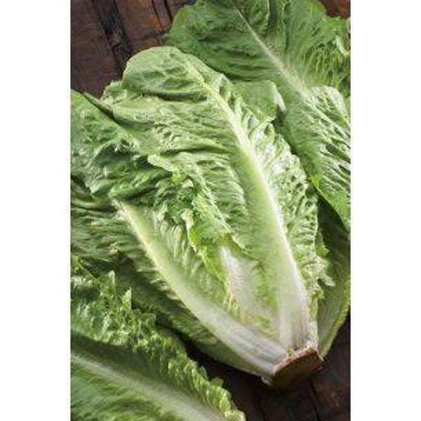 1550 Bindsla / Romeinse sla Little Gem