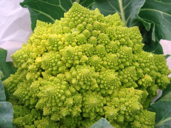 Romanesco in pot  (Groene Bloemkool)