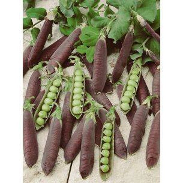 2940 Capucijners Blauwschokkers 100 gr