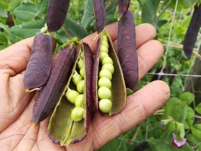 Capusijner  Blauwschokkers  (per bakje)