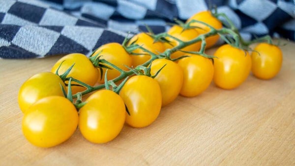 Tomaten Cherry Geel