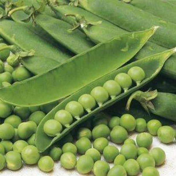 2780 Doperwten Meikoningin 100 gr