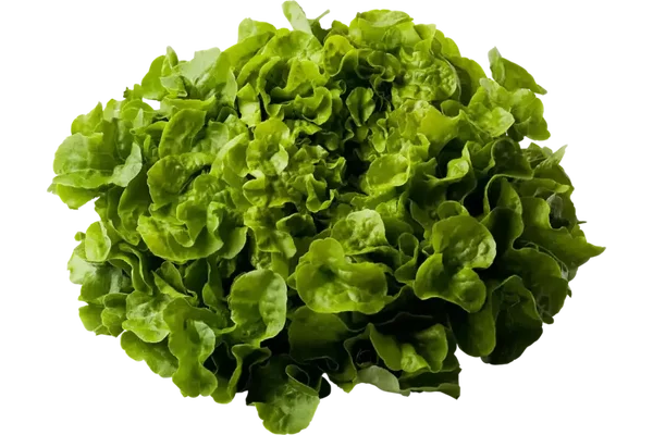 Eikenbladsla Groen