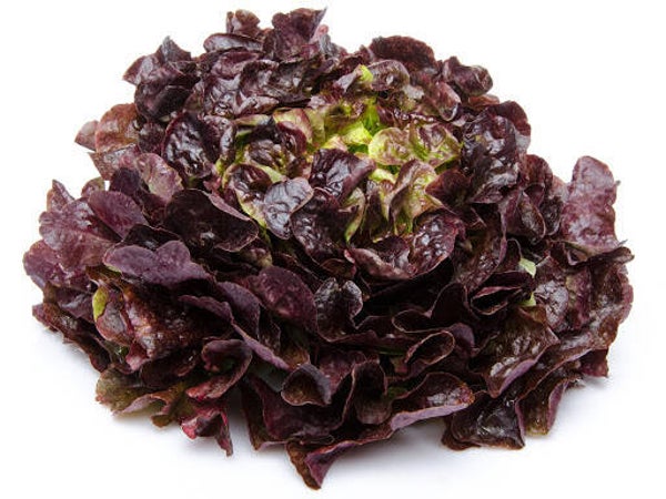 Eikenbladsla Rood