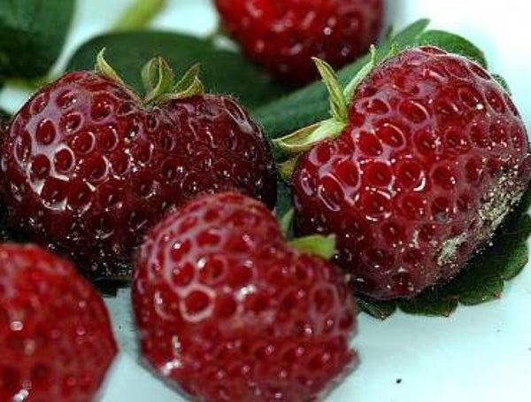 Frambozenaardbeien