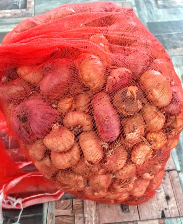 Gladiolenbollen (per 10 stuks)