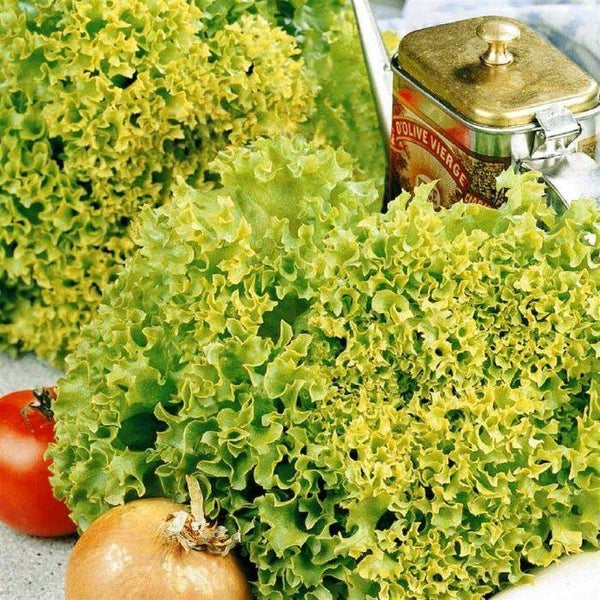 Groene Krulsla (Kopie)