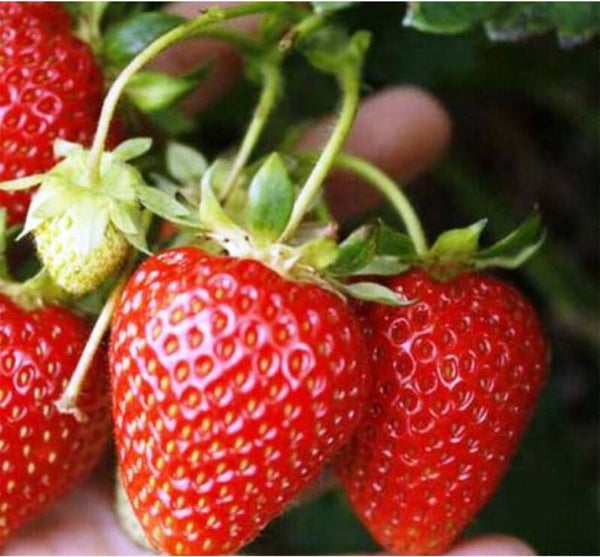 Aardbeiplanten Korona   (middelvroeg)