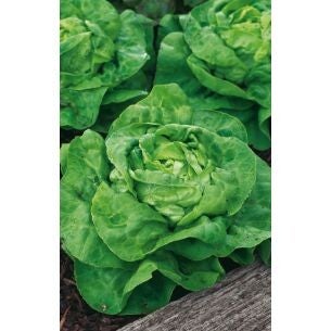 1440 Kropsla Matilda BIO