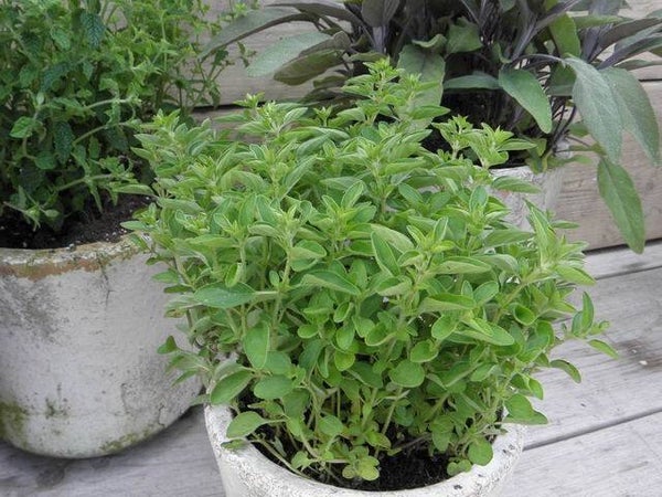 Kruiden Origanum