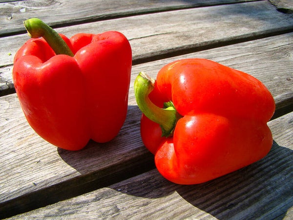 Paprika Rood