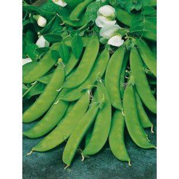 2870 Peulen Noorman 100 gr