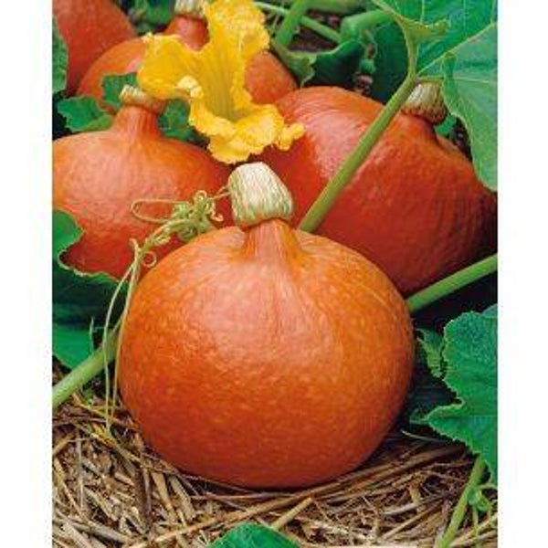 1045 Pompoenen Uchiki Kuri