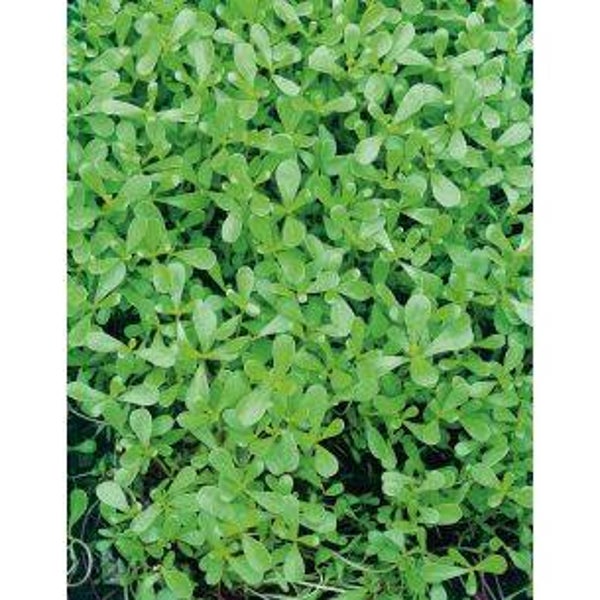 1090 Postelijn groene 100 gram