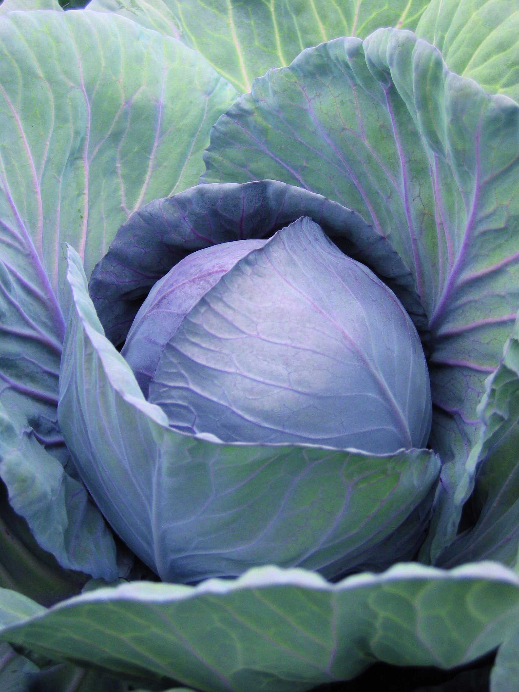 0580 Rodekool Langedijker Vroege