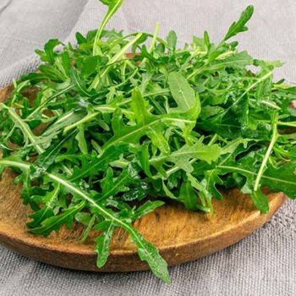 Rucola