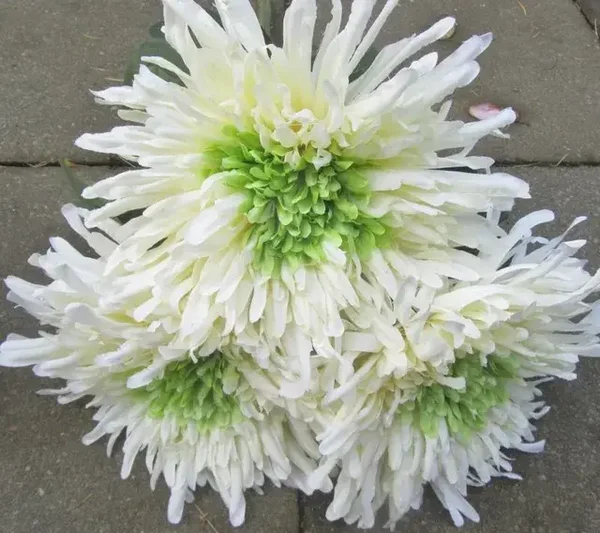 Chrysanten Sataliet Wit
