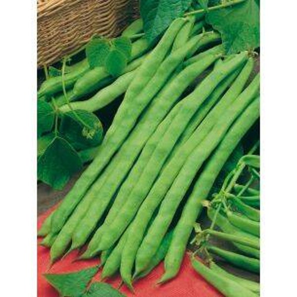 2670 Stokslabonen Neckarkoningin 100 gr (spekboon)