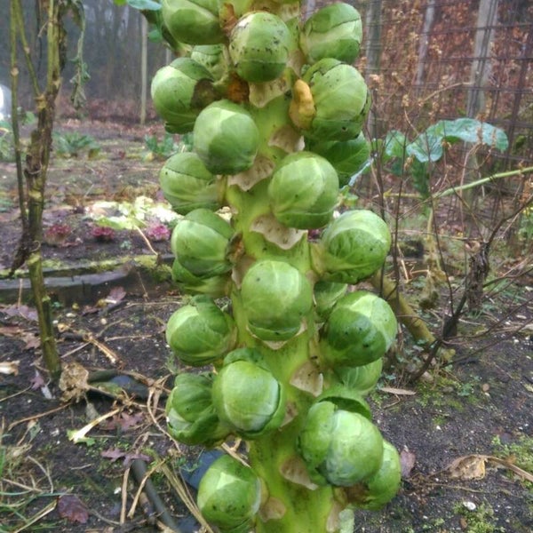 Spruiten