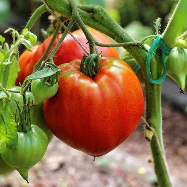 Tomaten Vlees (Coeur de Boeuf)