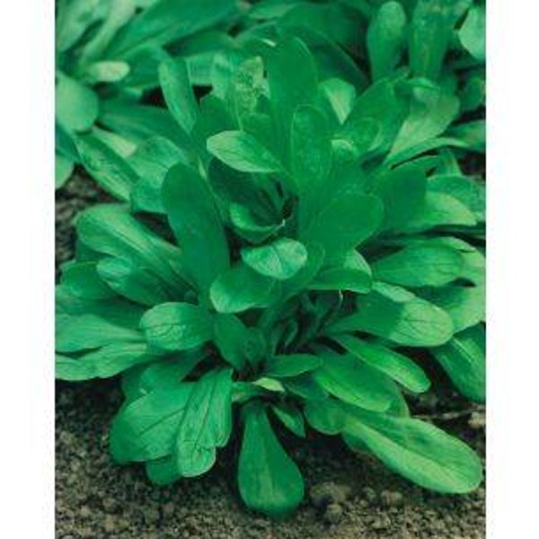 1610 Veldsla Grote Noordhollandse