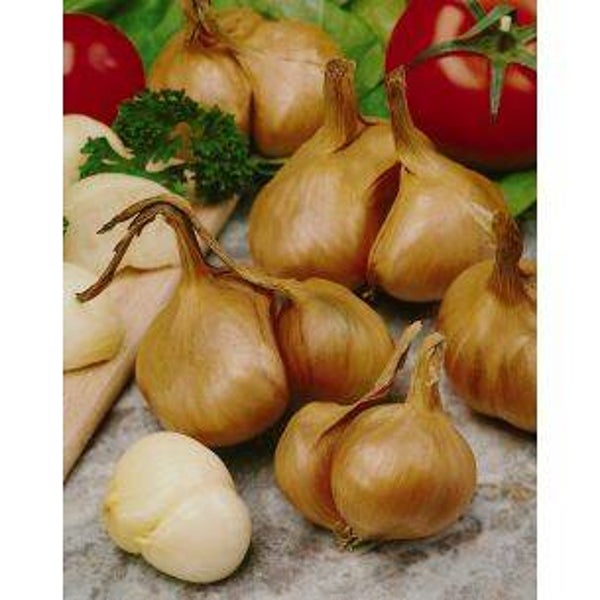 0815 Zaaisjalot Creation F1