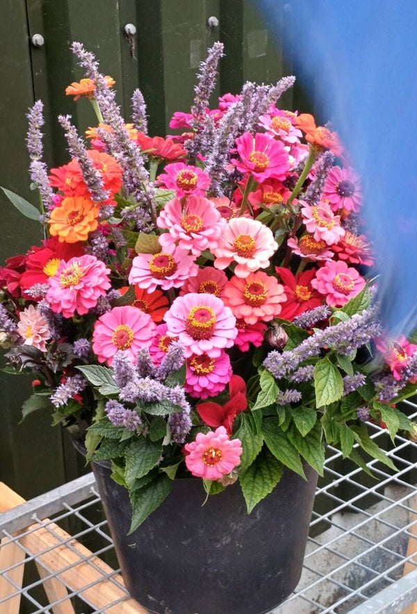 Zinnia's-gemengd  per boeket