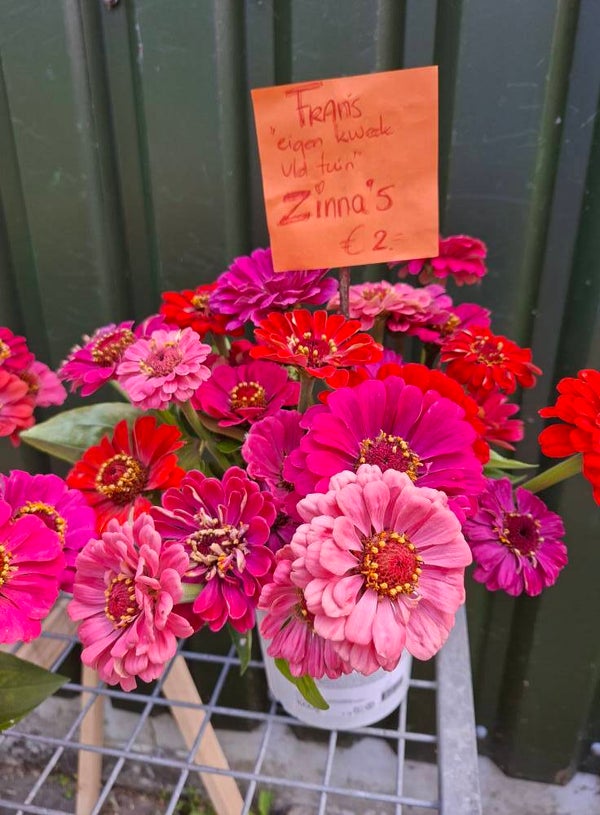 Zinnia's