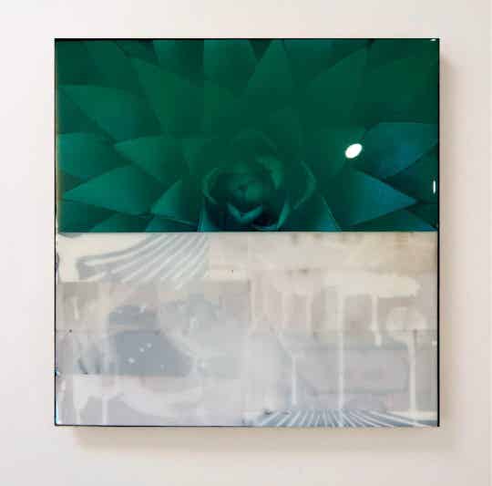 "Half Moon" Sedum 12x12