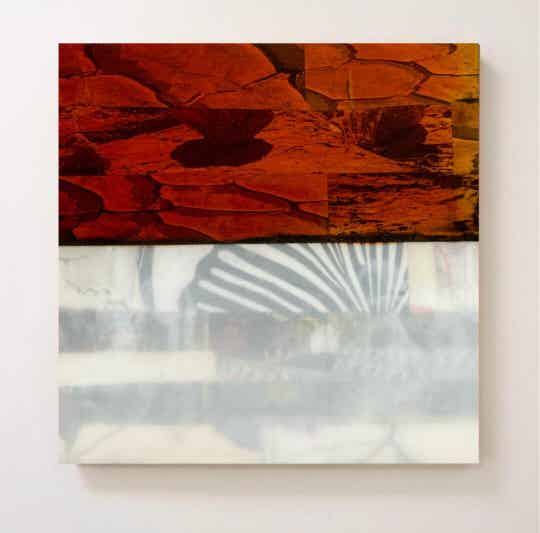 "Half Moon" Fossils 8x8