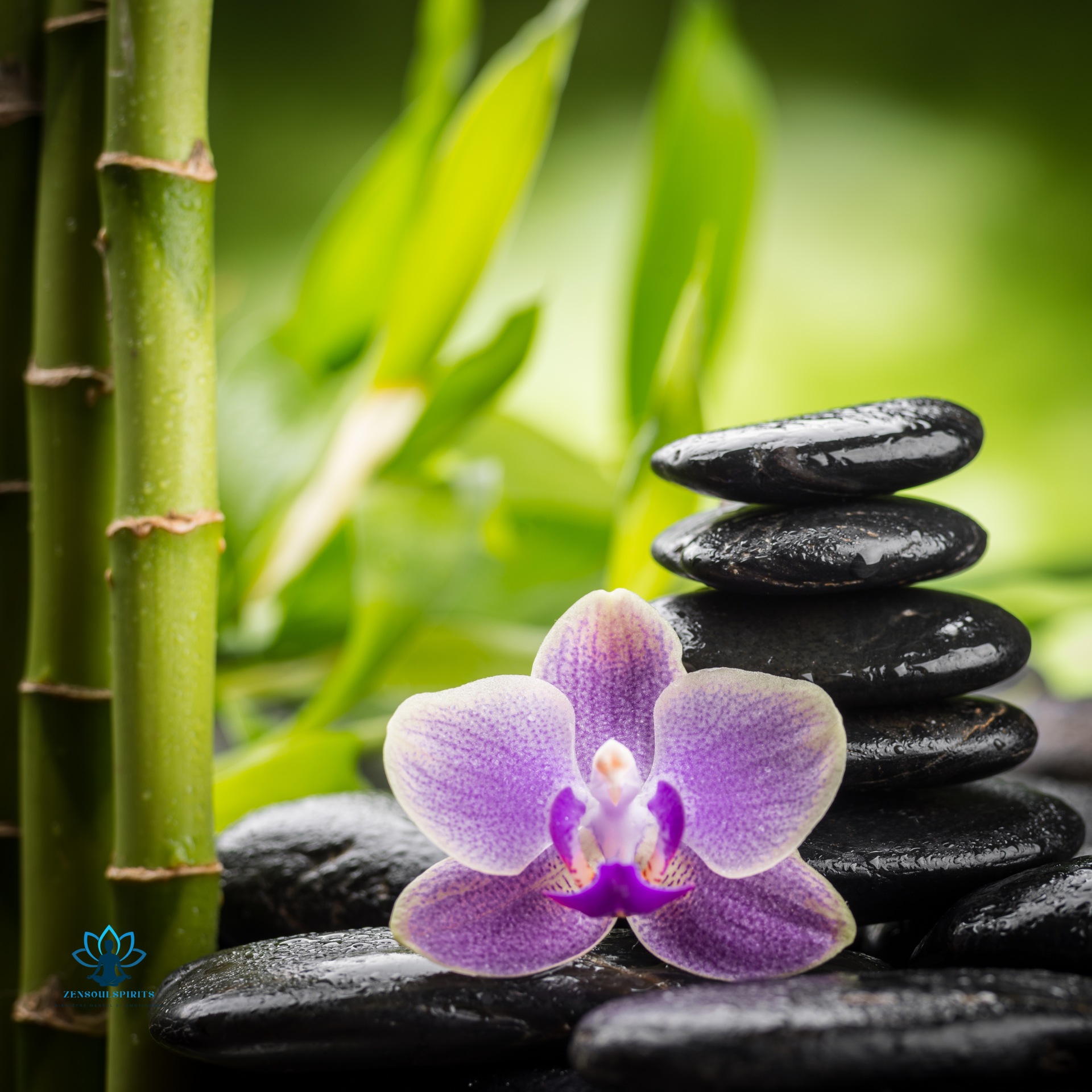 Purple orchid resting on smooth black stones with bamboo in the background, evoking serenity, harmony, and natural beauty