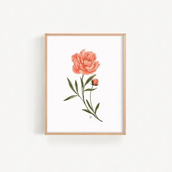 Illustration Pivoine
